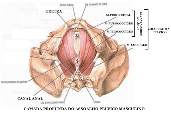 anatomia do assoalho pelvico